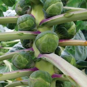 Brussels Sprouts Gigantus