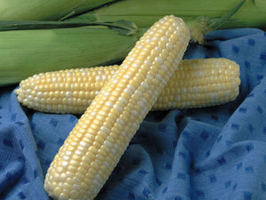Sweet Corn Jackpot