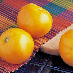 Tomato Carolina Gold