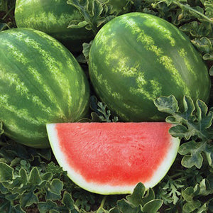 Watermelon Captivation