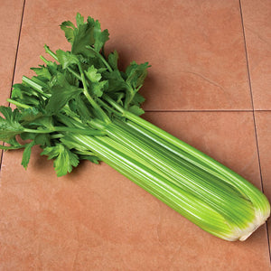 Celery Conquistador