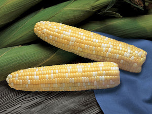 Sweet Corn BC0528