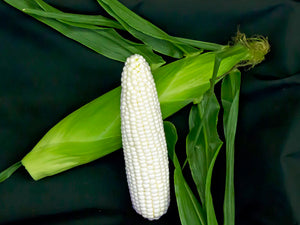 Sweet Corn 7401 Imp